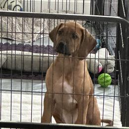 Rhodesian Ridgeback Puppies from The Realm