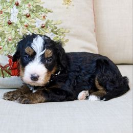 Buzz - Tri-color male Bernedoodle puppy in Murray, Utah from Sun Valley Doodles
