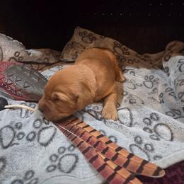 Pink - Golden female Golden Retriever puppy in Lewiston, Idaho from Three Rivers Golden Retrievers