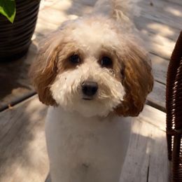Nalla - Poodle