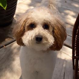 Nalla - Poodle