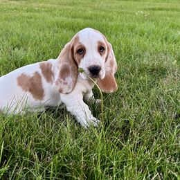 PG3 - Red and white female Basset Hound puppy in Britton, South Dakota from K&S Canines
