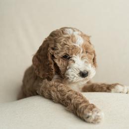Goldendoodle Puppies from KandE Doodles