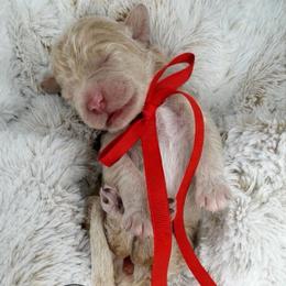 Serenity - Caramel cream female Australian Labradoodle puppy in Upland, California from Kings Labradoodles