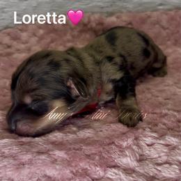 Loretta - Dapple female Dachshund puppy in Jena, Louisiana from Amy’s Mini Doxies