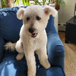Waffles - Pumi