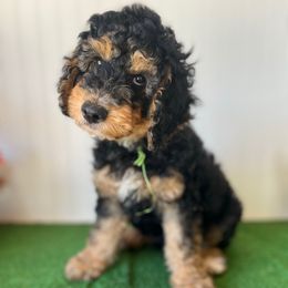 Rusty - Phantom male Bernedoodle puppy in Springtown, Texas from North Texas Puppies