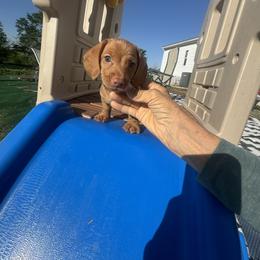 RICKY - Red male Dachshund puppy in Polo, Missouri from Blue Tails Farm