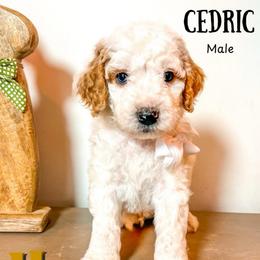 Cedric - Parti male Goldendoodle puppy in Hilton, New York from The House of Goldendoodle