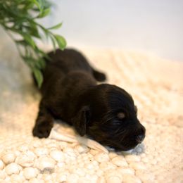 Tay - Black and cream female Dachshund puppy in Indiantown, Florida from Turquoise River Minature Dachshunds