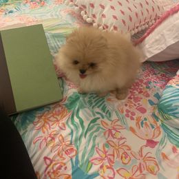 Pomeranian Puppies from Halo Poms