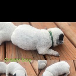 Green boy - Blue male Australian Cattle Dog puppy in Oregon from Willamette Valley Heelers
