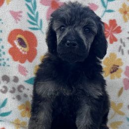 Dragonfly - Brindle female Poodle puppy in Overbrook, Kansas from Hidden Springs Poodles LLC