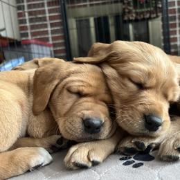 Labrador Retriever Puppies from Sun Ridge Labradors