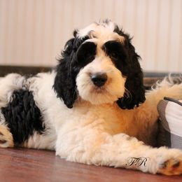 English Springer Spaniels and Springerdoodles from Family Raised Doodles