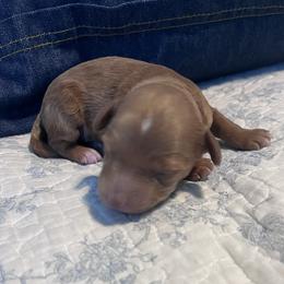 Apollo - Red  male Goldendoodle puppy in Sandy, Utah from Perfect Puppy Doodles