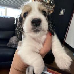 X - Piebald male Dachshund puppy in Phoenix, Arizona from Dianna's Dachshunds