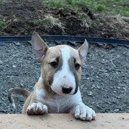 Cirrus - Fawn smut and white female Bull Terrier puppy in Sprauge, Washington from Mark My Words Bull Terriers