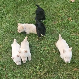 Scottish Terrier puppies from Kassie Lindsay
