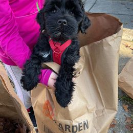 Portuguese Water Dog Puppies from Prestige Portuguese Water Dogs