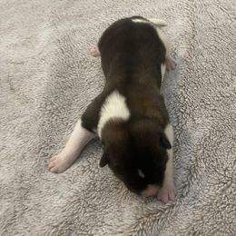 Yellow - Brown, black overlay male Akita puppy in Las Vegas, Nevada from Ishikawa Akita's