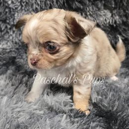 Autumn - Merle female Chihuahua puppy in Bowdon, Georgia from Paschal's Pups
