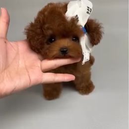 Precious 8560 - Red  female Poodle puppy in Miami, Florida from Natalias Tiny Chihuahuas