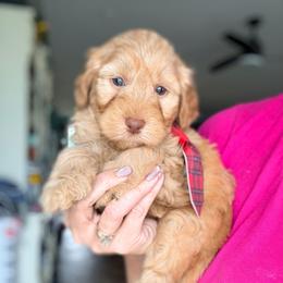 Sebastian - Apricot male Goldendoodle puppy in Marion, Ohio from Doodles & Doxies