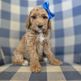 Roxie - Caramel red female Labradoodle puppy in Galt, Missouri from Only Doodles!