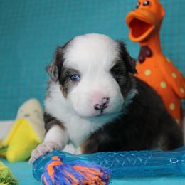 Boy 2 - Blue merle male Miniature Australian Shepherd puppy in Elgin, Oregon from LongMile Aussies