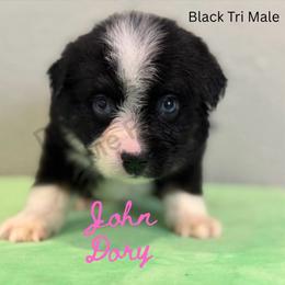 John Dory - Black tri male Miniature Australian Shepherd puppy in Oronogo, Missouri from Dutton's Show Me Farms