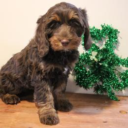 Rose Gold    pink collar - Chocolate female Australian Labradoodle puppy in Provo, Utah from EllsWORTH Labradoodles LLC