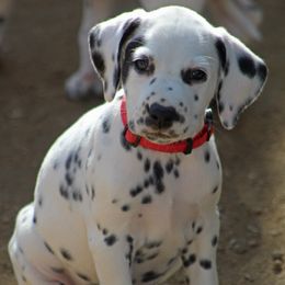 Female 1 - White and black female Dalmatian puppy in Lake Mathews, California from Bully Market