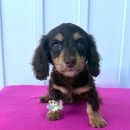 Luna - Chocolate and tan female Dachshund puppy in Cave City, Kentucky from Mammoth Cave Dachshunds