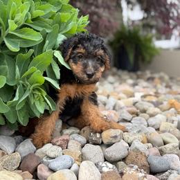 Green Male - Black and tan male Welsh Terrier puppy in Marshallville, Ohio from Anne's Pups