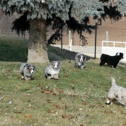 Australian Shepherd Puppies from Sliding S Australian Shepherds