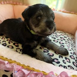 Green collar - Salt and pepper male Miniature Schnauzer puppy in Smyrna, Tennessee from Moore's Miniature Schnauzers