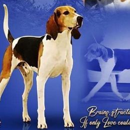 Mundar - Treeing Walker Coonhound