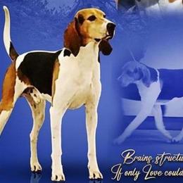 Mundar - Treeing Walker Coonhound