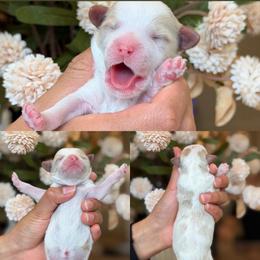 Male 1 - Blenheim male Cavapoo puppy in Yuciapa, California from AlltheDoodlez_