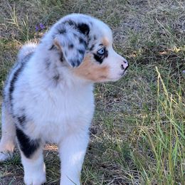 White Fang 3,500 - Blue merle male Miniature Australian Shepherd puppy in Helmville, Montana from CKO Country Road Aussies