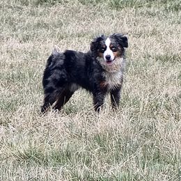 Nelson - Miniature Australian Shepherd
