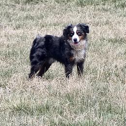 Nelson - Miniature Australian Shepherd