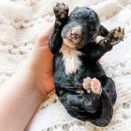 Bernedoodle, Cavalier King Charles Spaniel, and Goldendoodle Puppies from Little Acorn Doodle