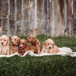 Goldendoodle Puppies from 307 Doodles