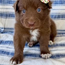 Mary - Red & white female Australian Shepherd puppy in Temecula, California from Boulder & Branch Aussie Ranch