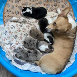 Cardigan Welsh Corgis from Jaynie's Cardigan Welsh Corgis
