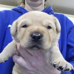 Green Male - Yellow male Labrador Retriever puppy in Andrews, South Carolina from Leyland Cypress Retrievers
