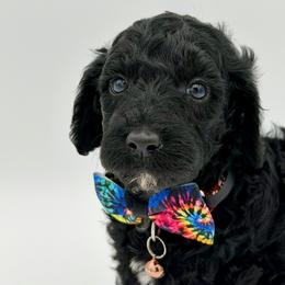 Levi - Black male Poodle puppy in Willacoochee, Georgia from Kitandkboodle's Doodles
