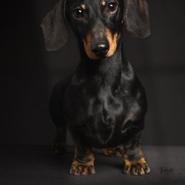 Black and Tan Male - Black and tan Dachshund puppy in Mountain Grove, Missouri from Blueprint K9 Dachshunds- www.BlueprintK9.com